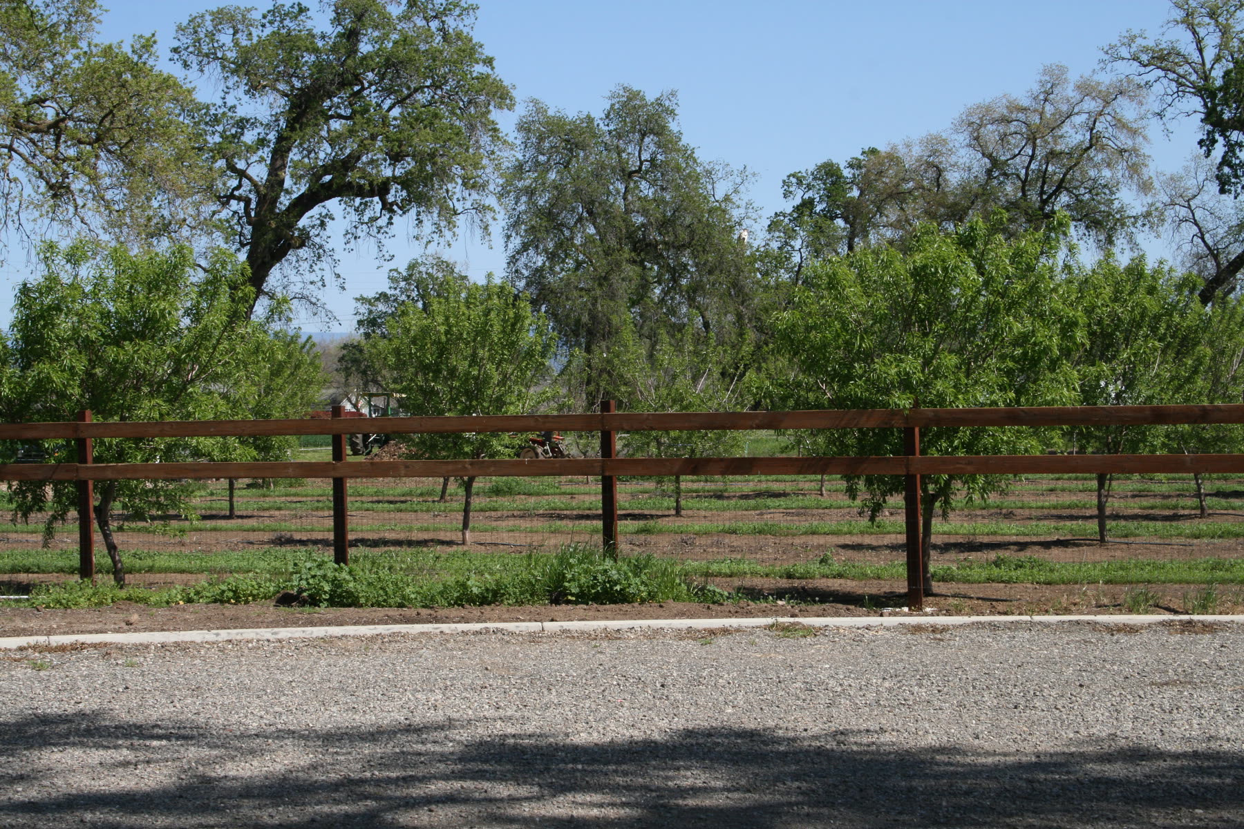The orchard at the Patrick Ranch, with Valley Oaks standing behind it.