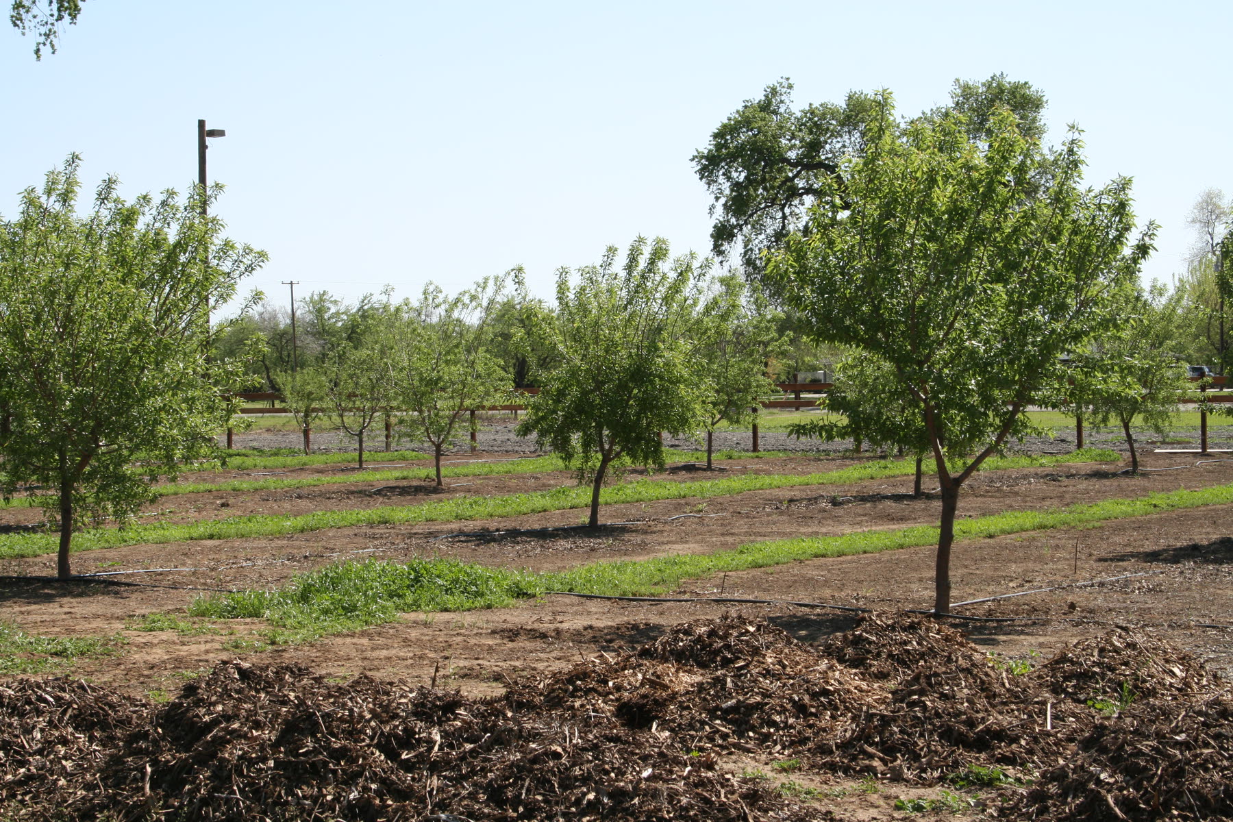 Orchard rows on the Patrick Ranch in spring.